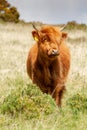 Highland Calf standing in gorse on dartmoor national park Royalty Free Stock Photo